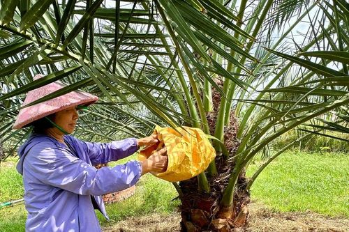 Đa dạng cây trồng trên đất thanh long già cỗi