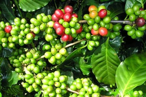 Giá cà phê hôm nay 29/10/2026: Tây Nguyên giảm 500-800 đồng/kg, giá rang xay cũng đi xuống