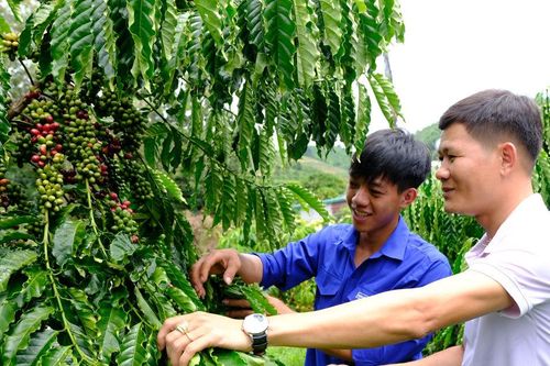 Thanh niên trẻ đổi mới tư duy làm nông nghiệp