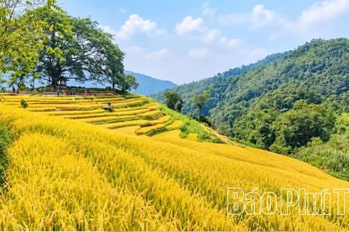 Sắc vàng no ấm