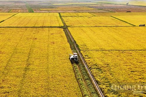 Vùng nguyên liệu, doanh nghiệp và nền tảng số