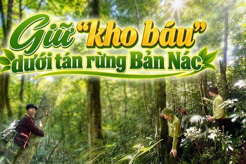 Giữ 'kho báu' dưới tán rừng Bản Nác