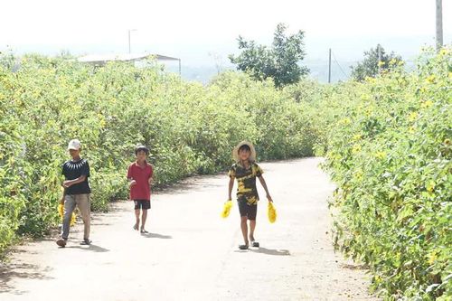 Gia Lai: Yêu cầu người dân không hái hoa, bẻ cành trên đỉnh Chư Đăng Ya