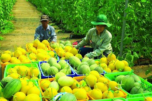 Gỡ điểm nghẽn công nghệ để nâng giá trị nông sản