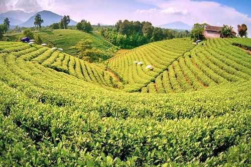 Tri thức trồng và chế biến chè Thái Nguyên được ghi danh di sản văn hóa phi vật thể quốc gia