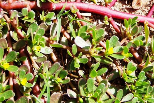 5 loại rau được mệnh danh là 'rau sạch trời cho', ít ngậm thuốc trừ sâu, có loại mọc đầy vườn nhà