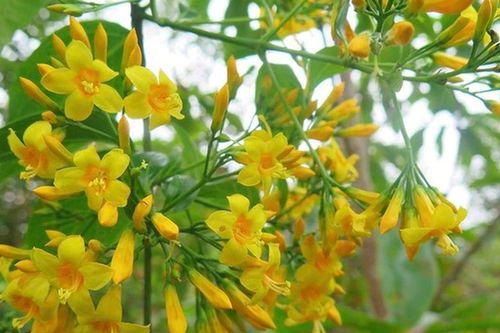 Danh tính học sinh tử vong sau vụ 5 em ăn lá ngón ở Đà Nẵng