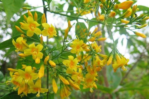 5 học sinh ở Đà Nẵng ăn lá ngón, 1 em tử vong