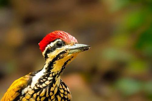 'Vietnam Wild Live' mùa 2: Cận cảnh cuộc sống hoang dã tại Cát Tiên
