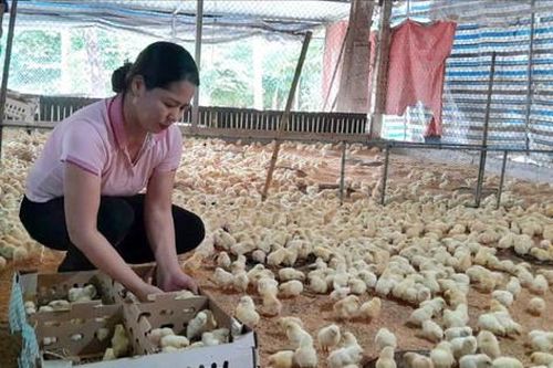 Hội Nông dân xã Kiều Phú sử dụng hiệu quả nguồn vốn ưu đãi