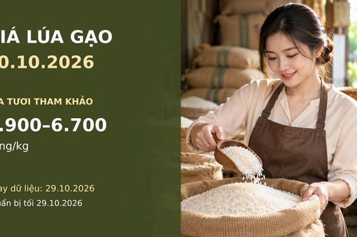 Giá lúa gạo hôm nay 30.10: Giá chào xuất khẩu cao, giao dịch còn chậm