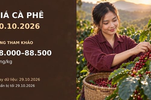 Giá cà phê hôm nay 30.10.2026: Áp lực vụ mới và diễn biến sàn đan xen