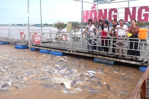 Đồng Tháp 'biến' khu bảo tồn cá tự nhiên với số lượng lớn, thành điểm du lịch