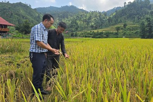 Vì một miền quê đáng sống: 'Bản Liền xanh' gọi bước chân du khách