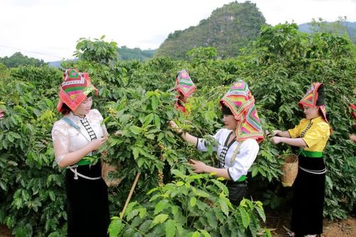 Sơn La nâng vị thế nông sản chủ lực