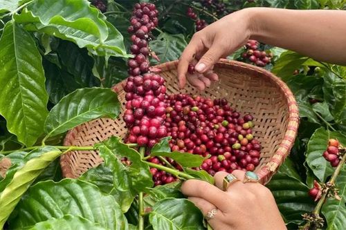 Bản tin nông sản hôm nay (30-10): Giá cà phê giảm