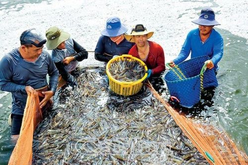 Đồng hành cùng nhà đầu tư phát triển và thịnh vượng, đưa thương hiệu tôm Cà Mau vươn tầm thế giới