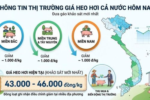 Giá heo hơi hôm nay 30/10: Đồng loạt ghi nhận giảm tại nhiều địa phương, giao dịch trong khoảng 43.000 - 46.000 đồng/kg
