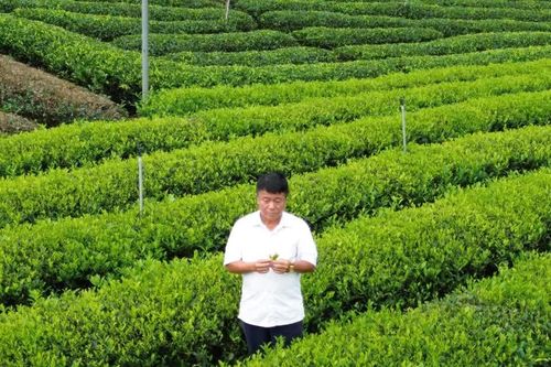 Thái Nguyên gấp rút hoàn thiện không gian tổ chức Festival Trà Quốc tế 2026