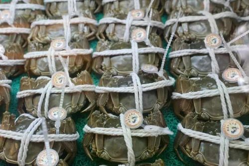 Trung Quốc hô biến đất mặn bỏ hoang thành vùng sản xuất nông nghiệp