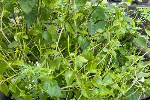 5 loại cây mọc hoang quanh vườn hỗ trợ ổn định đường huyết