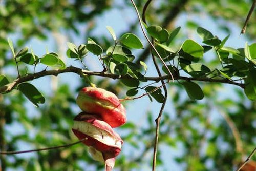Loài cây có quả ngọt trong danh sách cấm trồng ở Hà Nội