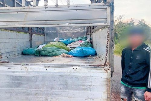 Phát hiện xe tải chở 908kg xác gà chết, bốc mùi hôi thối