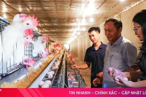 Khám phá trang trại nuôi gà Ai Cập quy mô lớn ở Hà Tĩnh