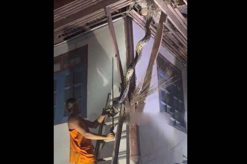 Nhà sư bắt được con trăn khổng lồ dài 3 mét mắc kẹt trên mái nhà