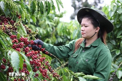 Nghị quyết 57/NQ-TW: Đưa công nghệ số vào quản lý canh tác giúp nâng chất lượng cà phê Robusta