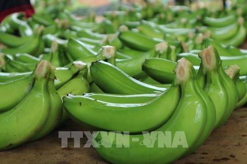 Australia rà soát nhập khẩu trái cây do cảnh báo rủi ro sinh học