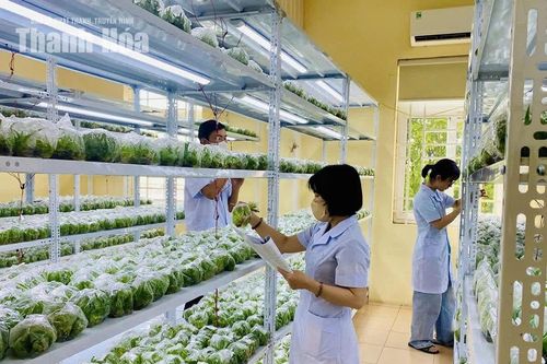 Mở hướng đi mới cho vùng nguyên liệu dứa