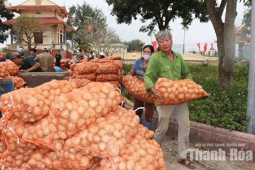Liên kết trồng khoai tây, nâng cao giá trị cây vụ đông