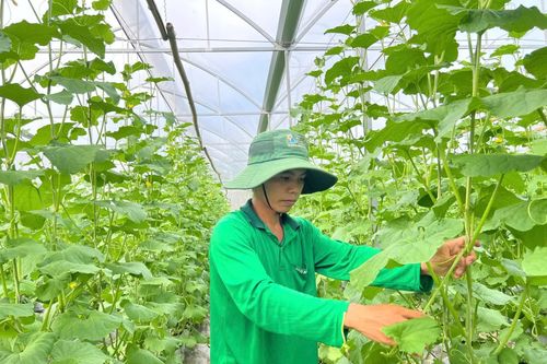 Những bí thư chi đoàn làm kinh tế giỏi