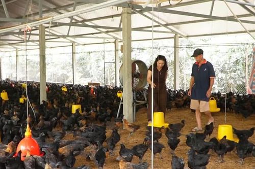 Tạo đà cho chăn nuôi hàng hóa