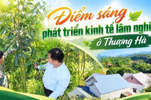 Điểm sáng phát triển kinh tế lâm nghiệp ở Thượng Hà