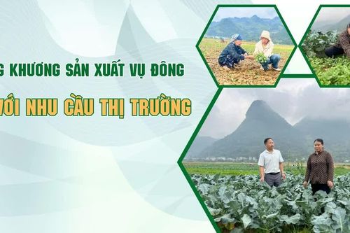 Mường Khương sản xuất vụ đông gắn với nhu cầu thị trường