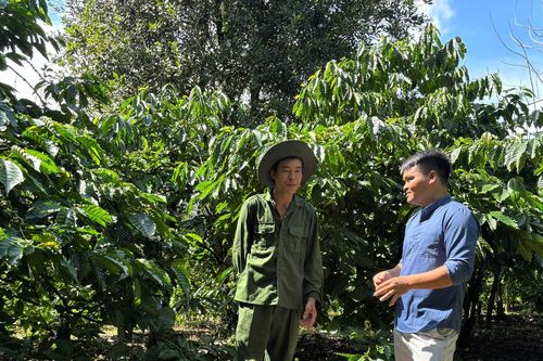 Xen canh mắc ca, cà phê bền vững