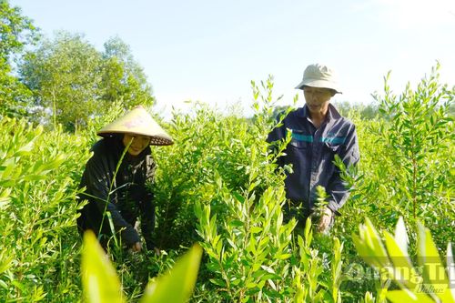 Rừng trong phố