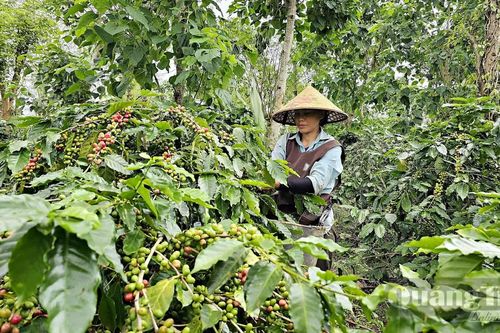 Mang rừng về vườn cà phê