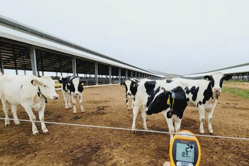 TP. Hồ Chí Minh: Số hóa thông tin về chăn nuôi góp phần phòng, chống dịch bệnh động vật