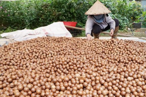 Mắc ca Lâm Đồng: HTX kết nối vùng nguyên liệu, nâng giá trị nông sản