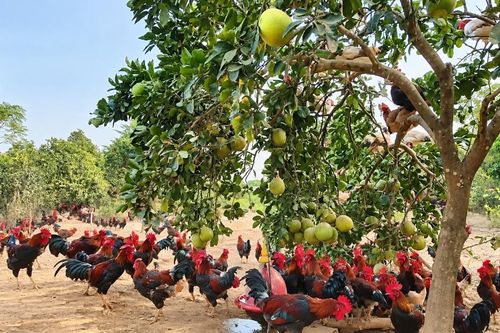 Nông sản Hà Nội tìm lời giải cho bài toán tăng giá trị và đầu ra