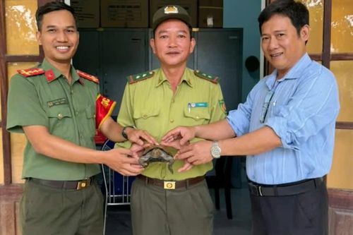 Công an xã bàn giao cá thể rùa quý hiếm do người dân giao nộp