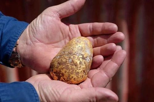 Phát hiện 'củ khoai tây' nặng 1,2kg, chứa 940 gram vàng nguyên chất có giá trị lên tới 4,2 tỷ đồng
