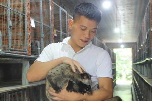 Chàng trai Hà Tĩnh nuôi chồn hương, dựng cơ nghiệp tiền tỷ