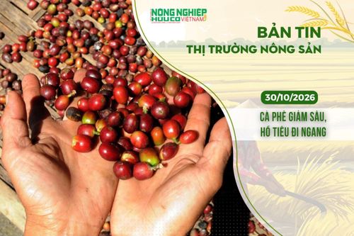 Thị trường nông sản 30/10/2026: Cà phê giảm sâu, hồ tiêu đi ngang
