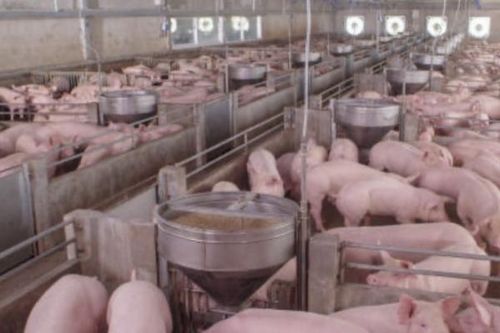 Xử phạt Công ty NCB Việt Nam 100 triệu đồng do vi phạm về môi trường