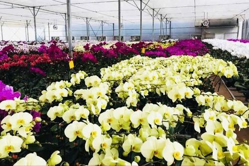 Lâm Đồng hướng dẫn doanh nghiệp trồng lan thực hiện theo quy định CITES