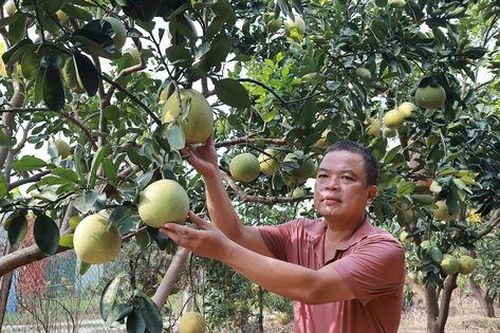OCOP từ vườn bưởi Phúc Trạch trên đất Hà Nội
